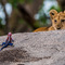 Serengeti NP